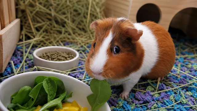 A guinea pig eating fresh greens in its enclosure.